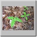 c_sativa_plantulas.JPG