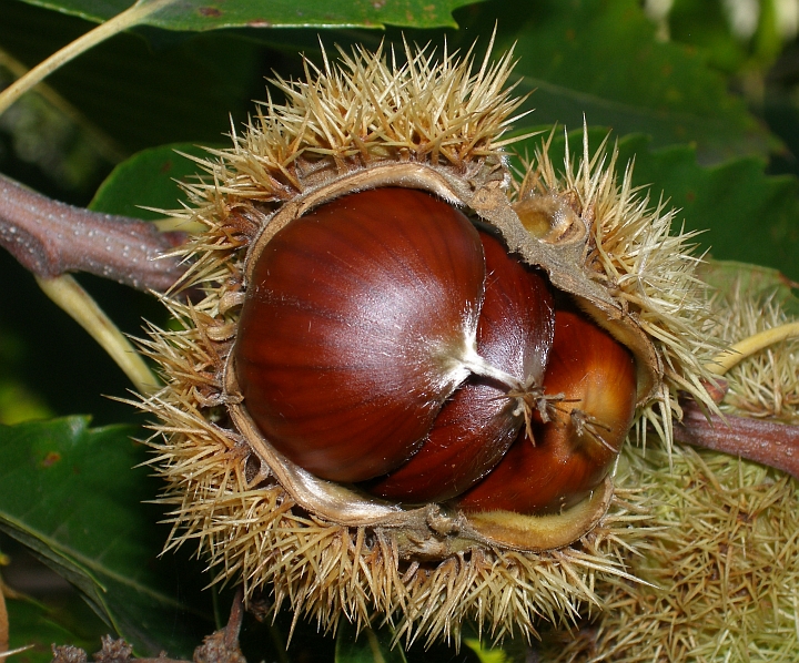 castanha.jpg