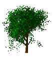 arbre008.gif